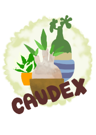 caudex.