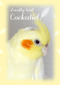Lovelly bird Cockatiel