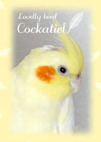 ラブリーバード オカメインコ