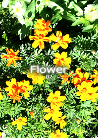 Flower-花02