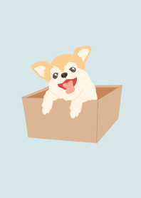 Chihuahua from the box.