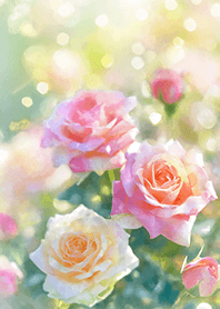 Beautiful rose flower(R2423)