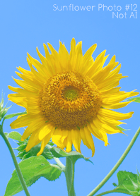 Sunflower Photo #12-13 NotAI