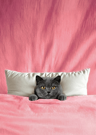 楽しいキルト猫4.3 -灰色の猫