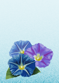 Dull colored morning glories