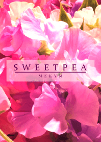 SWEET PEA-PINK 14