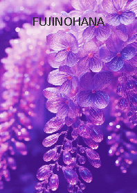 FUJINOHANA-hisatoto 6