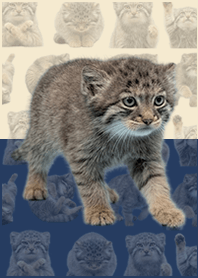 嬰兒曼努爾貓 米藍色