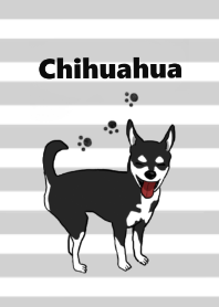 hitam Chihuahua2