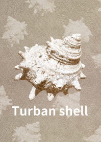 Turban shell