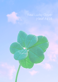 本物ラッキークローバー 7-leaf #4-28