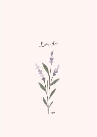 Lavender purple flower1