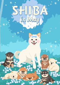 5月の柴犬