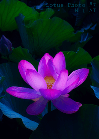 Lotus Photo #7-16 NotAI