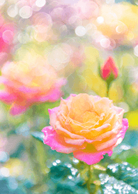 Beautiful rose flower(R2817)