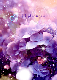 Hydrangea of Good Fortune