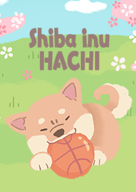 柴犬ハチと桜2