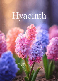 Hyacinth vol.7