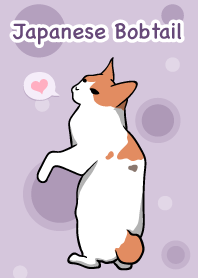 Japanese Bobtail cat (Neko)