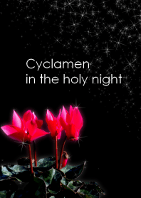 Cyclamen in the holy night