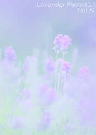Lavender Photo #3-1 Not AI