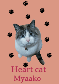 heart cat myaako