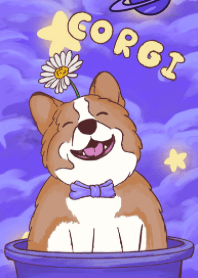 Corgi corgi cute