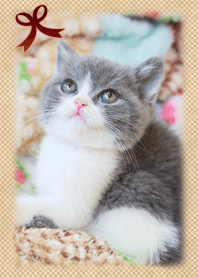 Cute cats are British Shorthair.