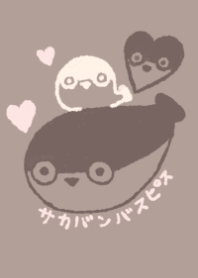 sacabambaspis heart chocolate