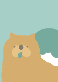 Chow chow dog