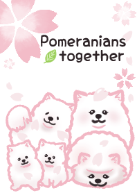 與博美犬2