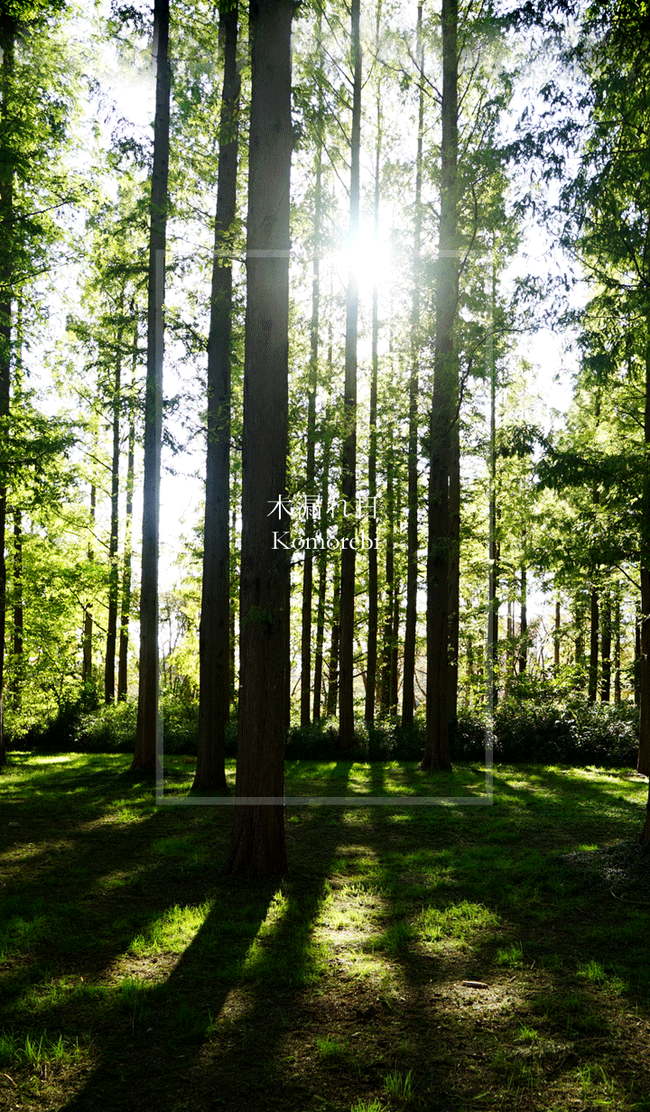 Sunlight filtering through trees