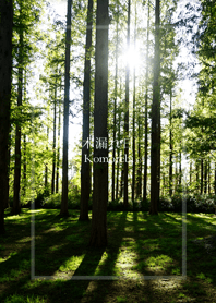 Sunlight filtering through trees