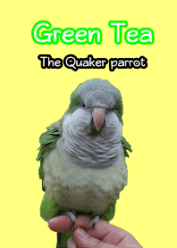 Green Tea, the Quaker parrot
