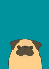 pug dog fawn
