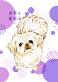 ぶさかわペキニーズ-Ystudio