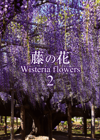 "Wisteria flower 2" theme
