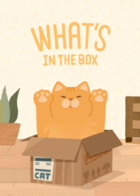 箱の中に猫がいる