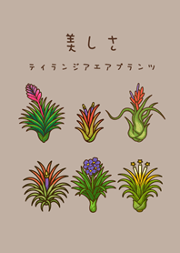 공기 식물개화(갈색)