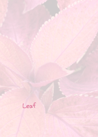 Leaf Theme 6