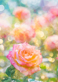 Beautiful rose flower(R2434)