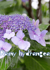 Rainy hydrangea ver.2