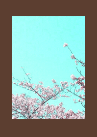 CHERRY BLOSSOMS & BLUE SKYj-DEEP BROWN