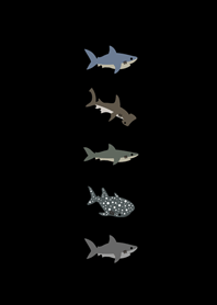 小小的鯊魚們(黑色)