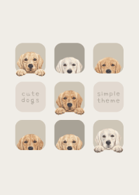 DOGS - Golden retriever - GREEN GRAY