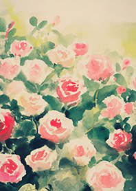 Beautiful rose flower(R4450)