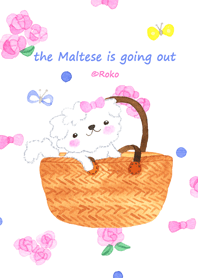 the Maltese is going out