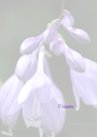 Flower Theme 22