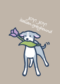 JOY!JOY!italian greyhound