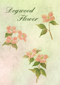 Dogwood flower